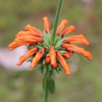 <i>Leonotis nepetifolia</i>  (L.) R.Br.